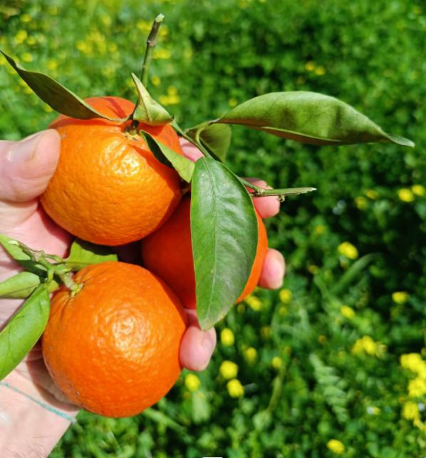 Raccolta e selezione